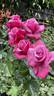 Barbra Streisand rose photo