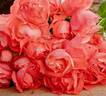 Pacific Wonderland rose photo