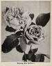 Solfaterre rose photo