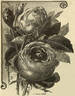 Cheshunt Hybrid rose photo