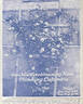 Columbia, Cl. rose photo