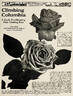 Columbia, Cl. rose photo