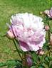 Madelon peony photo