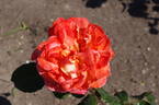 René Goscinny ® rose photo