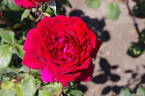 Botero rose photo