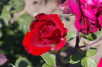Botero rose photo