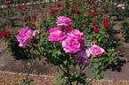 Grace de Mónaco rose photo