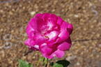 Grace de Mónaco rose photo