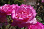 Grace de Mónaco rose photo