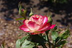 Jubilé du Prince de Monaco rose photo