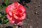 Grimaldi ™ rose photo