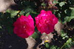 Lolita Lempicka ® rose photo