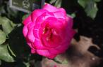 Lolita Lempicka ® rose photo