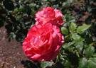 Arthur Rimbaud ® rose photo