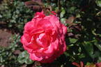 Arthur Rimbaud ® rose photo