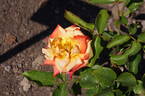 Prince Rainier III rose photo