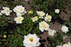 Caroline de Monaco ® rose photo