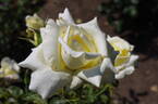 Caroline de Monaco ® rose photo