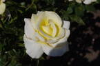 Caroline de Monaco ® rose photo