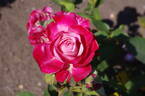Prince Albert II de Monaco rose photo