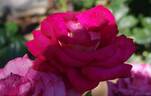 Monica Bellucci® rose photo
