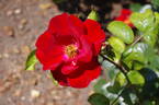 Thrive! rose photo