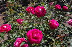 Monica Bellucci® rose photo