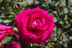 Monica Bellucci® rose photo