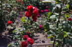 Terracotta ® rose photo