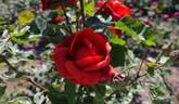Terracotta ® rose photo