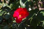La Sevillana Plus rose photo