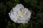 Blanc Double de Coubert rose photo