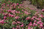 Robin Hood rose photo