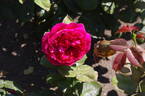 Alain Souchon ® rose photo