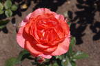 Tea Time rose photo
