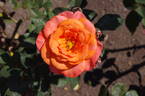 Tea Time rose photo