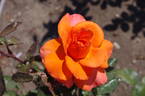 Tea Time rose photo