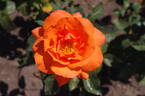 Tea Time rose photo