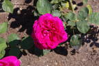 Imaginaire Parfumée ® rose photo