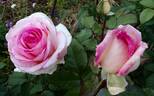 Souvenir de Baden-Baden rose photo