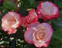Nostalgie ® rose photo