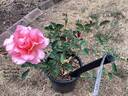 Helen Traubel rose photo