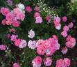 Bordure Nacrée ® rose photo