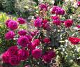 Bellevue ® rose photo