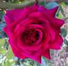 Bellevue ® rose photo