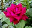 Bellevue ® rose photo