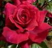 Bellevue ® rose photo