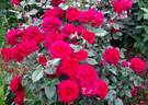 Bellevue ® rose photo