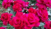 Bellevue ® rose photo