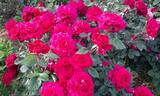 Bellevue ® rose photo